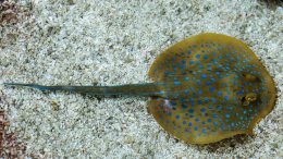 sting ray on the ocean floor